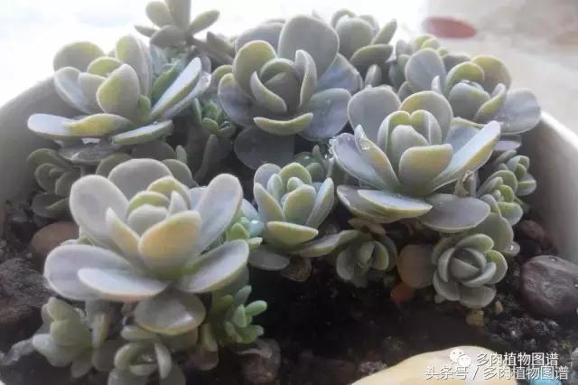 离家一个月20天,离家一个月养猪