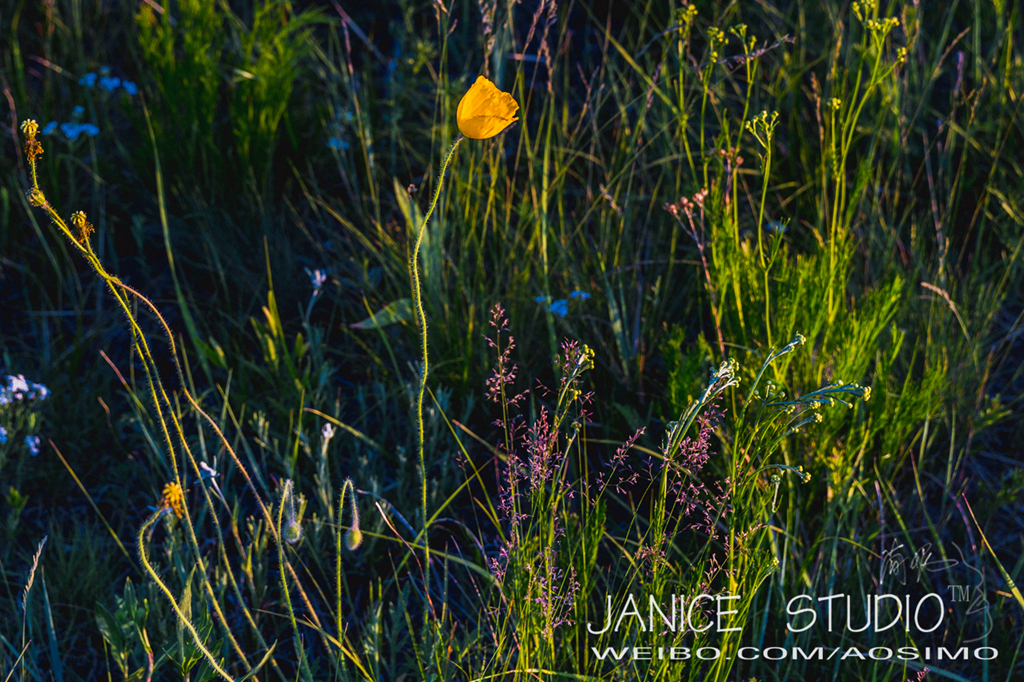 锡林郭勒草原旅游自驾攻略,锡林郭勒大草原自驾旅游攻略