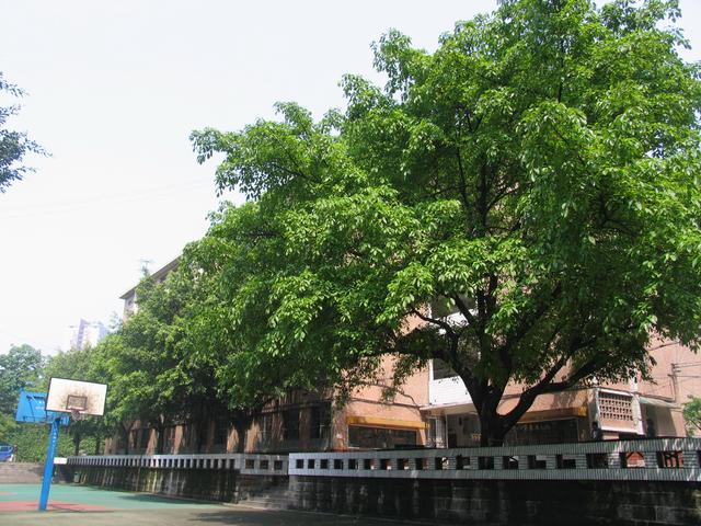 2016重庆重点高中录取线,2019年重庆各重点高中录取分数线