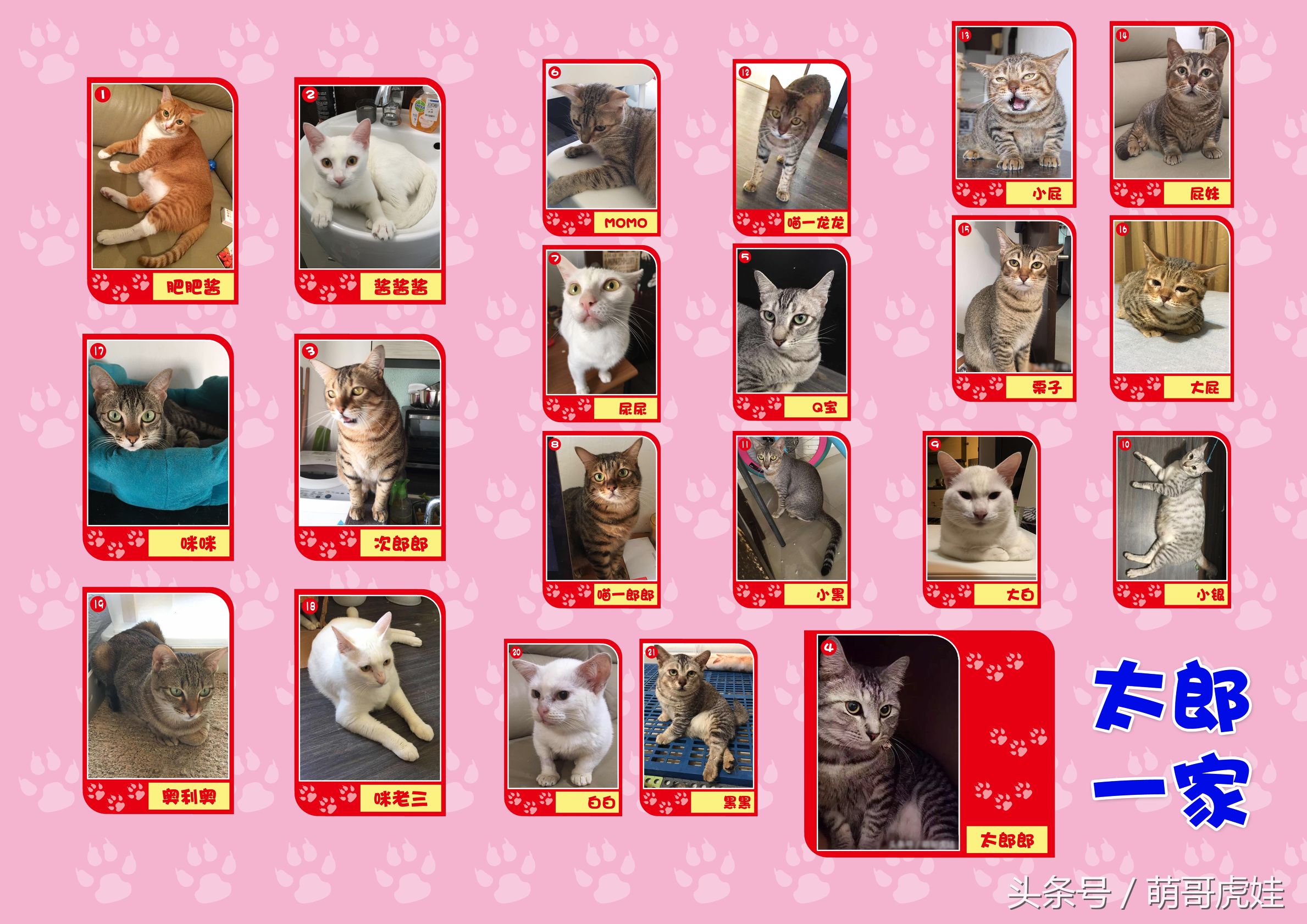 蓝猫掉毛厉害 (公蓝猫掉毛)