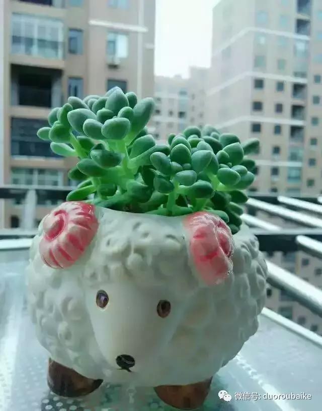 遇见多肉作品,和多肉邂逅的时光