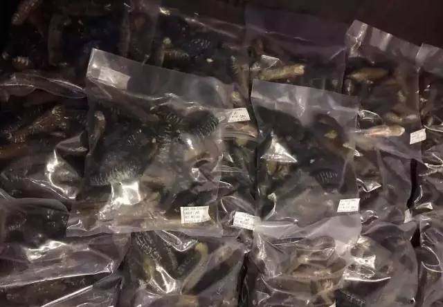 海参残参怎么吃 (澳洲白玉参和海参有什么功效)