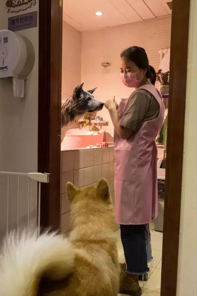 狗生如梦｜ONE实验室