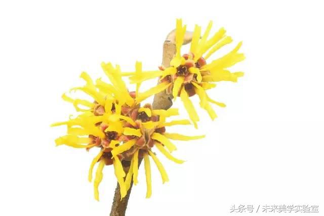 美迪惠尔可莱丝面膜,可莱丝美迪惠尔面膜推荐