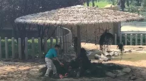 缇庡コ涓庨噹鍏界湅椋庢櫙,澶х唺鐚妧鐗涢噾涓濈尨缇婇┘