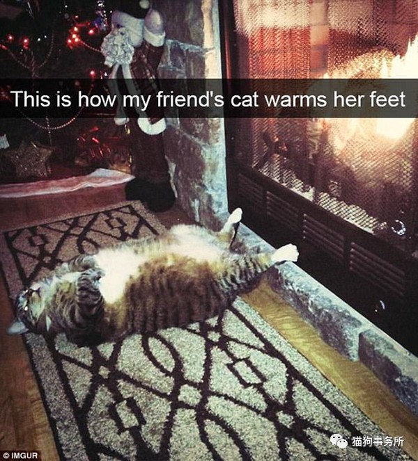 搞笑网红猫咪图片,网络上小猫照片被网友恶搞