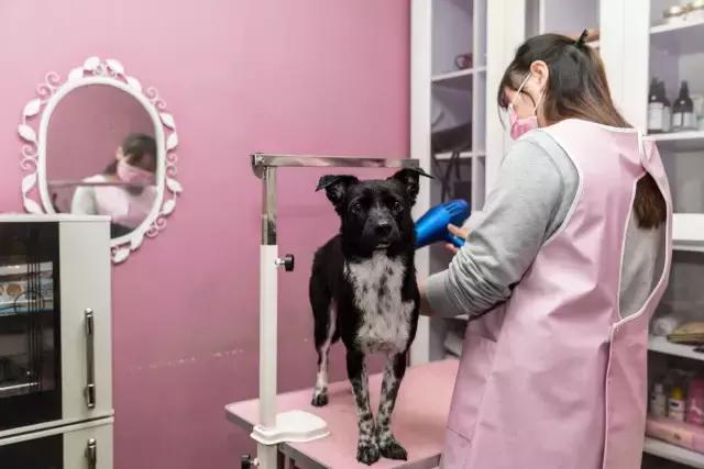 狗生如梦｜ONE实验室