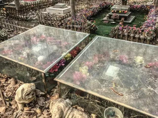 狗生如梦｜ONE实验室