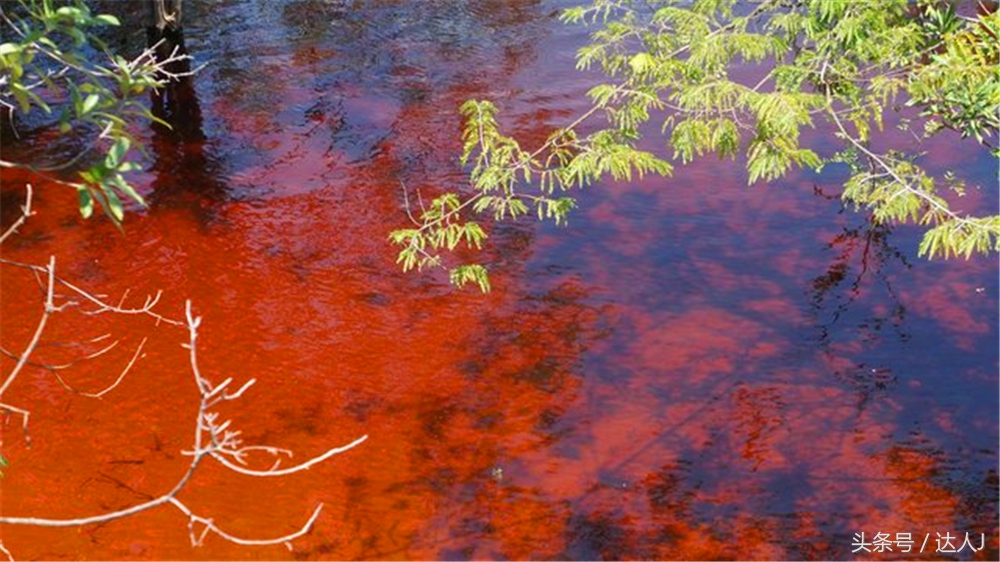 从亚马逊雨林到安纳托,最靠近亚马逊丛林的城市
