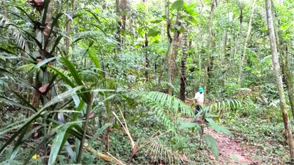 从亚马逊雨林到安纳托,最靠近亚马逊丛林的城市