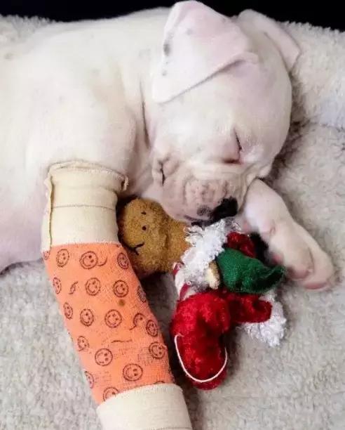 受了伤的狗狗,汪星人受伤真相