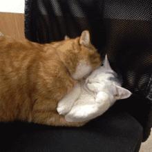 猫咪一直舔我皮肤,猫咪总是舔自己舔出血