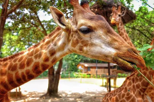 长隆攻略广州长隆欢乐世界攻略,广州长隆最全游玩攻略及费用