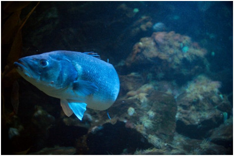 鱼吃了变质的东西会不会有害,鱼会变性