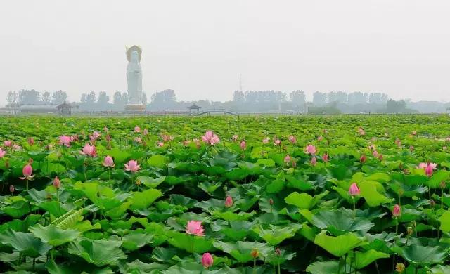 雄安新区必去的景点推荐一日游,去雄安新区有什么好玩的好逛的