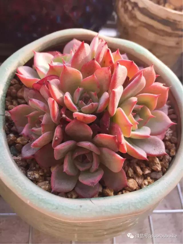 夏日多肉状态,夏天的多肉褪去了华丽的颜色