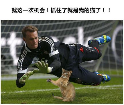 足球比赛上的猫咪,足球比赛上的猫