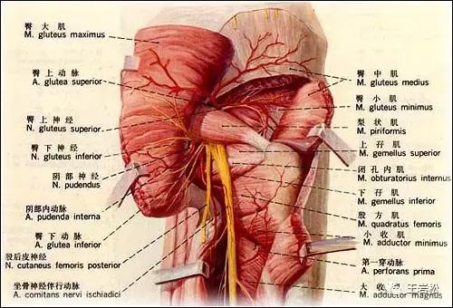 梨状肌综合征肌肉硬化,梨状肌综合征会影响腿部肌肉吗