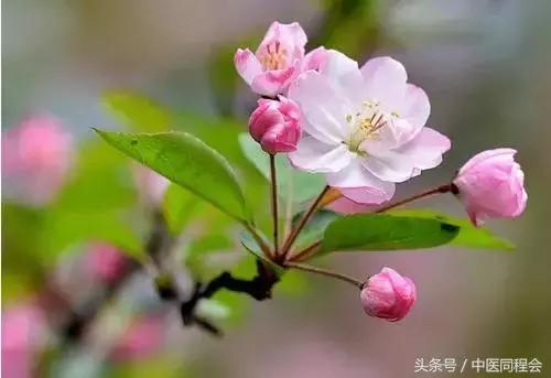 海棠落琼眸的出处,海棠落琼眸解析