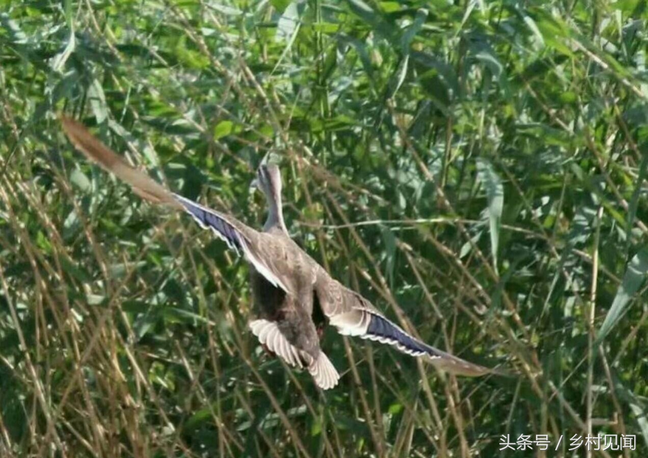 永年附近鸟,邯郸永年湿地鸟类