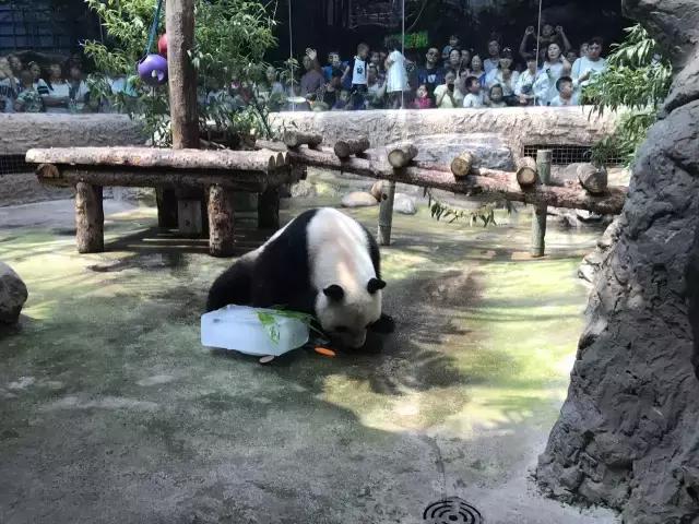 缇庡コ涓庨噹鍏界湅椋庢櫙,澶х唺鐚妧鐗涢噾涓濈尨缇婇┘