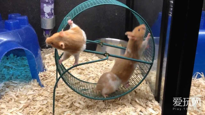 爱玩看世界：游戏会误导饲养宠物的方法？