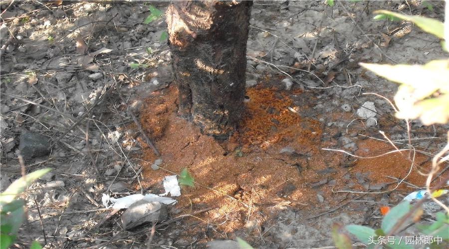 红枫盆景的养护和管理方法,美国红枫树种栽培与管理