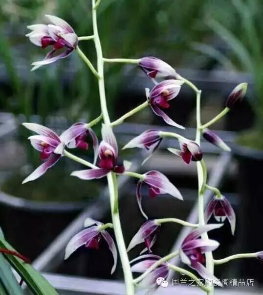 春兰和蕙兰莲瓣,蕙兰带花苞的兰花怎样上盆