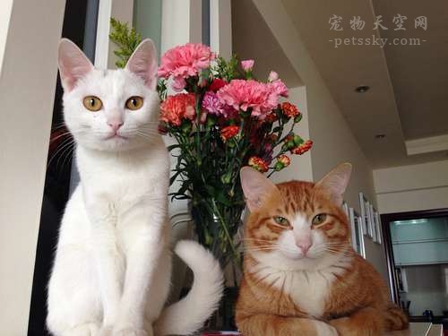 猫踩奶科普,猫在主人身上踩奶是什么意思