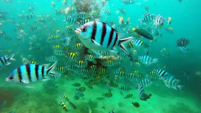 三亚潜水攻略大全,三亚怎么才能自由潜水