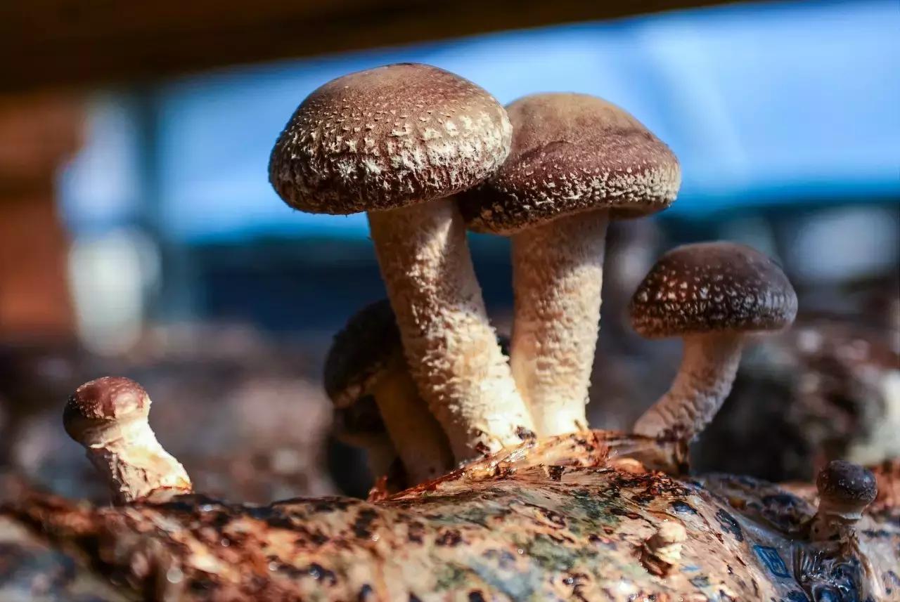 炫炫炫，我们富有的通江，岂能用钱财来衡量