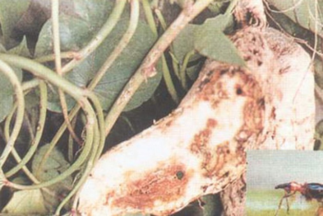 小时候奶奶跟我说这是甘薯“有风”很难吃，现在才知道这个小东西为害的