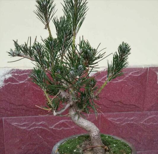 单杆式文人型精品黑松盆景 (黑松盆景用深盆还是用浅盆)