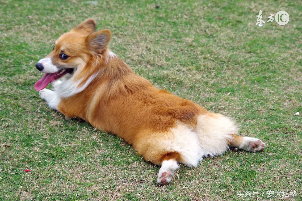 教你几招让狗狗立马变聪明,想让狗狗听话需要做好这五点