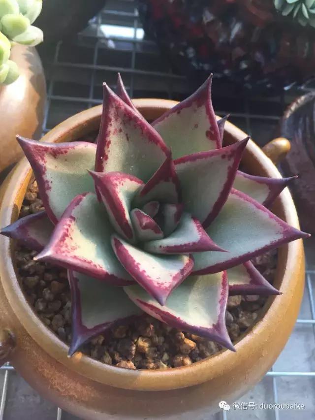 夏日多肉状态,夏天的多肉褪去了华丽的颜色