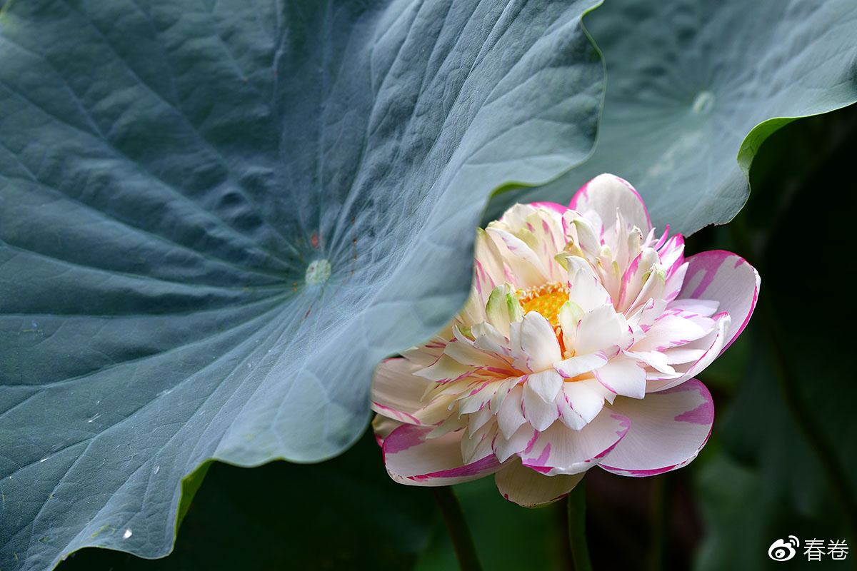 尼康和腾龙合作的镜头,尼康腾龙长变焦镜头比较