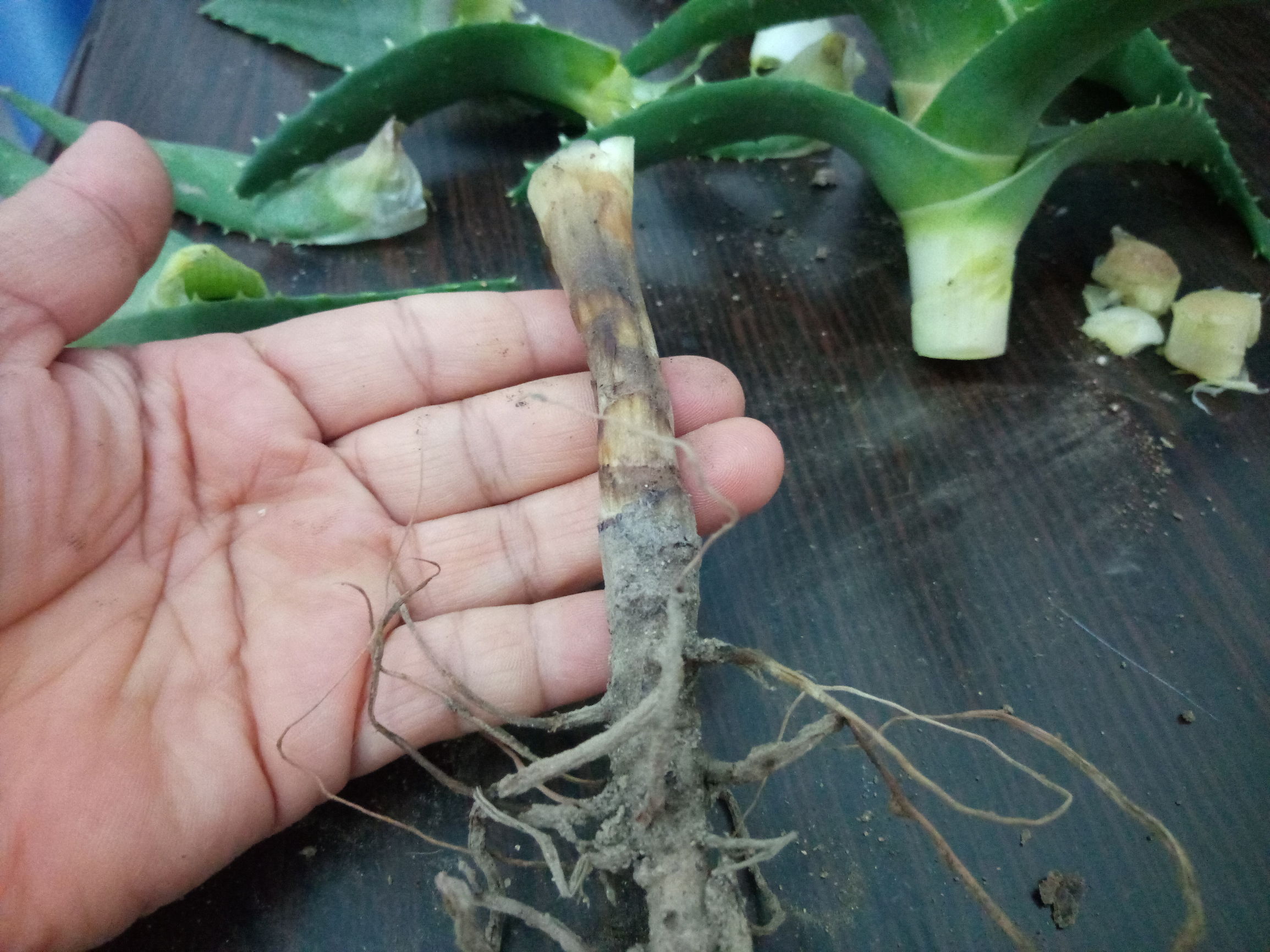 芦荟烂根如何急救,烂根的芦荟可以用活力素兑水泡吗