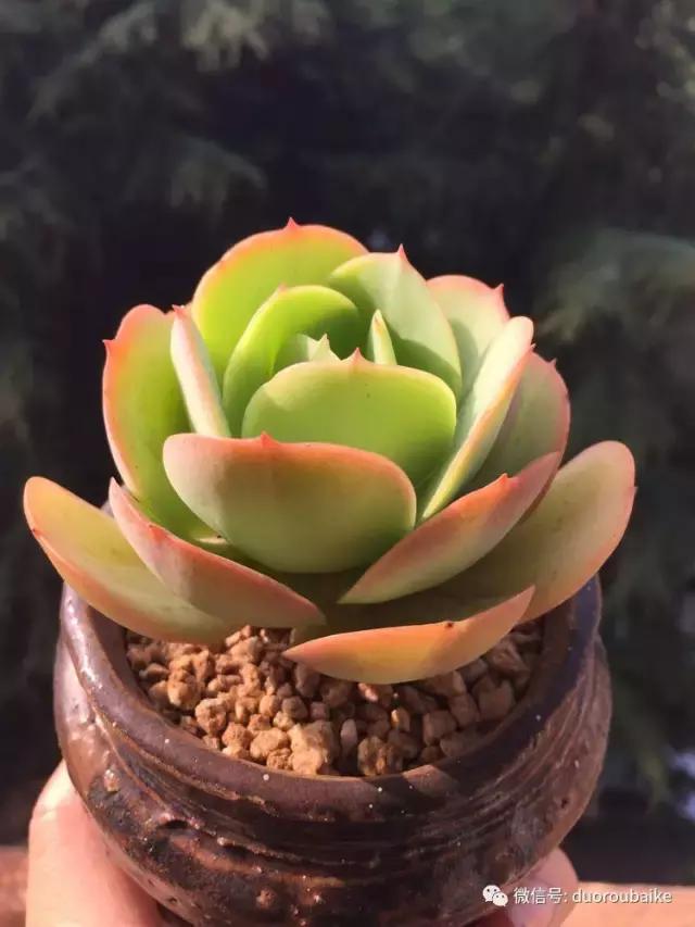 夏日多肉状态,夏天的多肉褪去了华丽的颜色