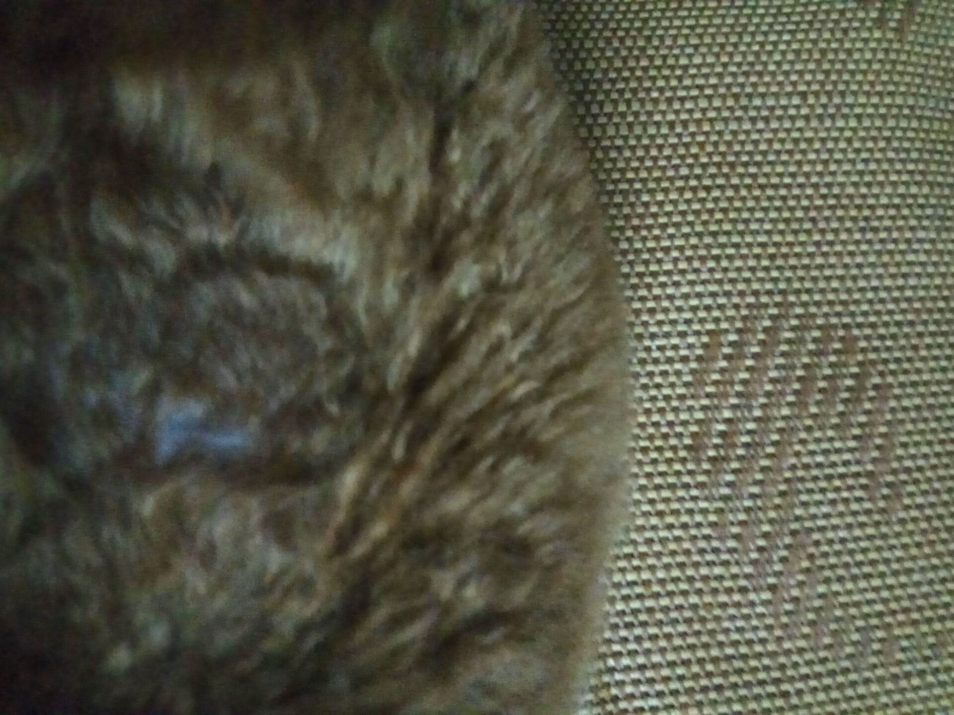 狗狗受伤大伤口怎么处理,狗狗意外发生时的急救方法