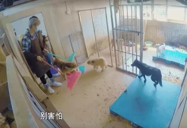 鹿晗约吧大明星谈25岁,鹿晗在节目里说想女朋友