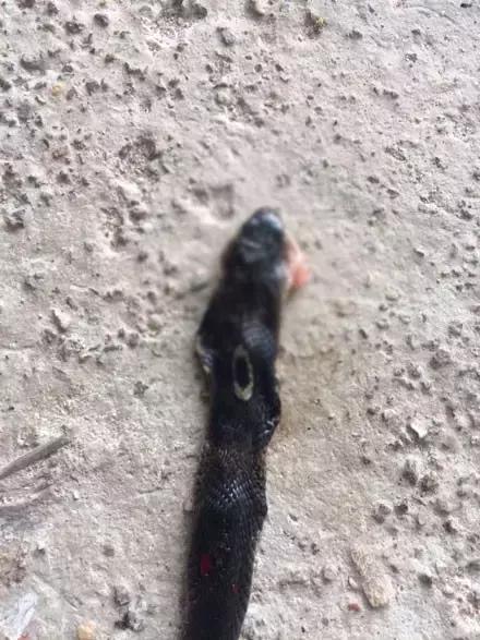 猫咪眼睑内翻解决办法,猫咪下眼睫毛内翻割眼皮后闭不上