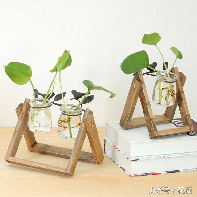 水培绿萝怎么养才能活得快,水培绿萝怎么做百分百能成功