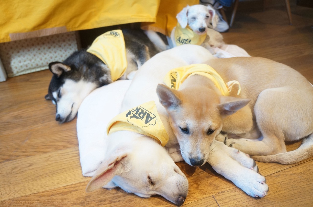 捕杀流浪猫狗的国家,大量捕杀流浪猫犯法吗