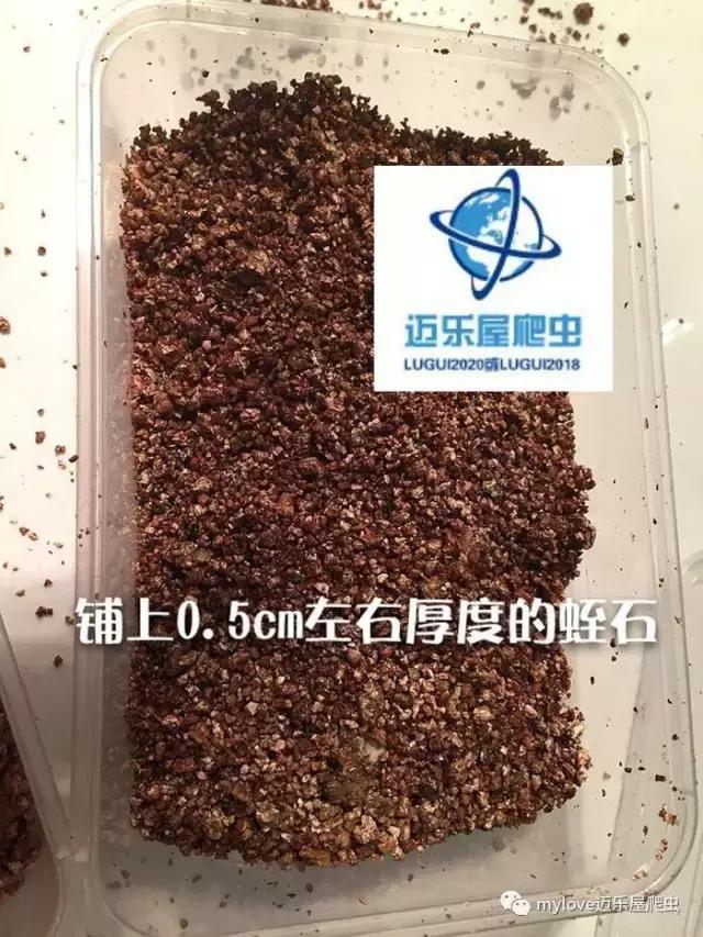 赫曼怎么繁殖,赫曼什么时候繁殖