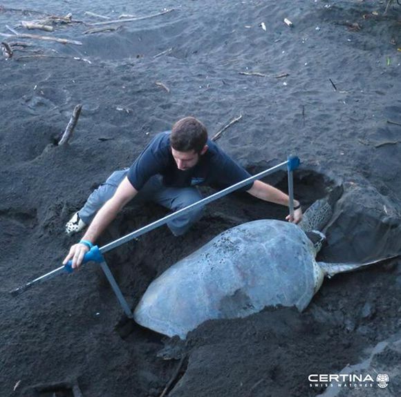 养一只海龟合法吗,养一只小海龟