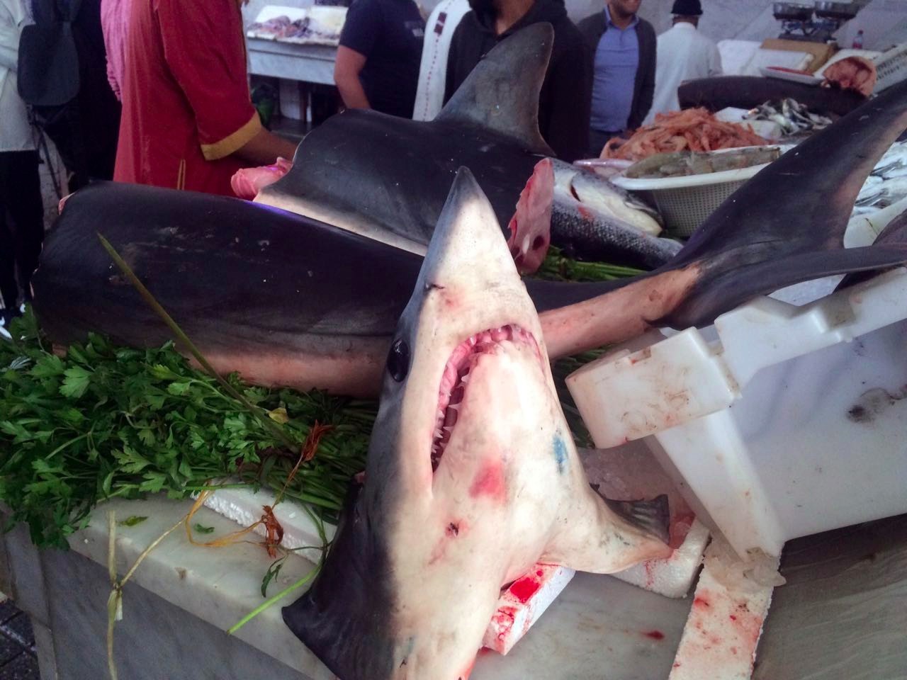 摩洛哥旅游攻略详细图片高清,摩洛哥卡萨布兰卡应该去的地方