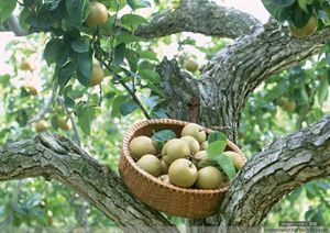 各类水果知识大全及图片,70种水果常识大全图解