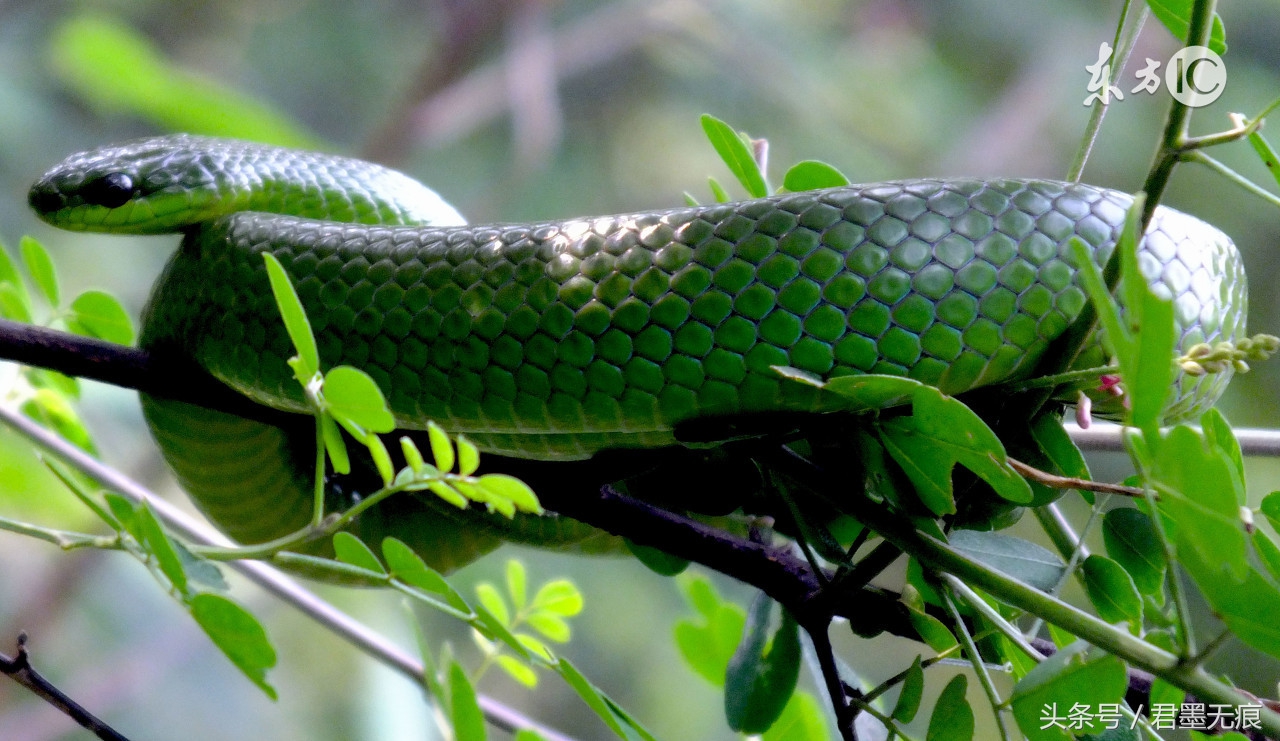 杀蛇最好的办法,森蚺杀其它蛇