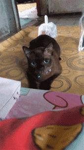 猫咪眼睑内翻解决办法,猫咪下眼睫毛内翻割眼皮后闭不上