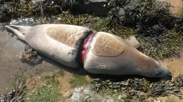 水母消失了还能不能复活,消失的水母实验原理